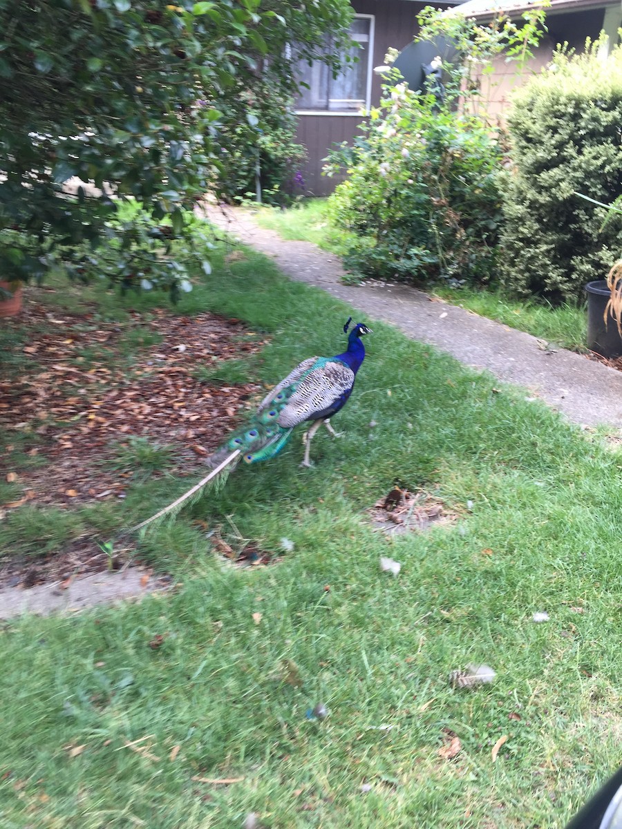 Indian Peafowl (Domestic type) - ML49917841