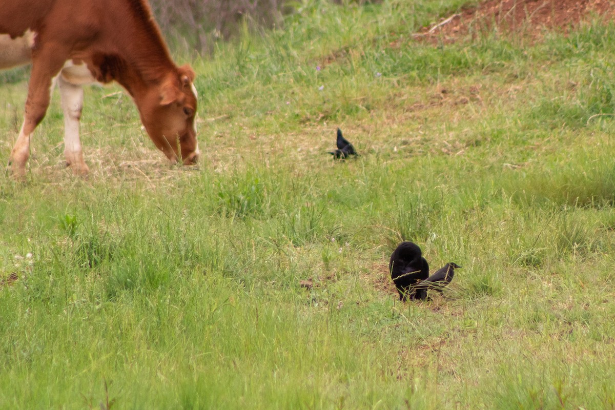 Giant Cowbird - ML499179981