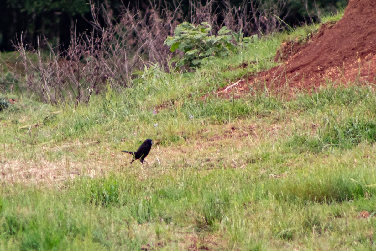 Giant Cowbird - ML499179991