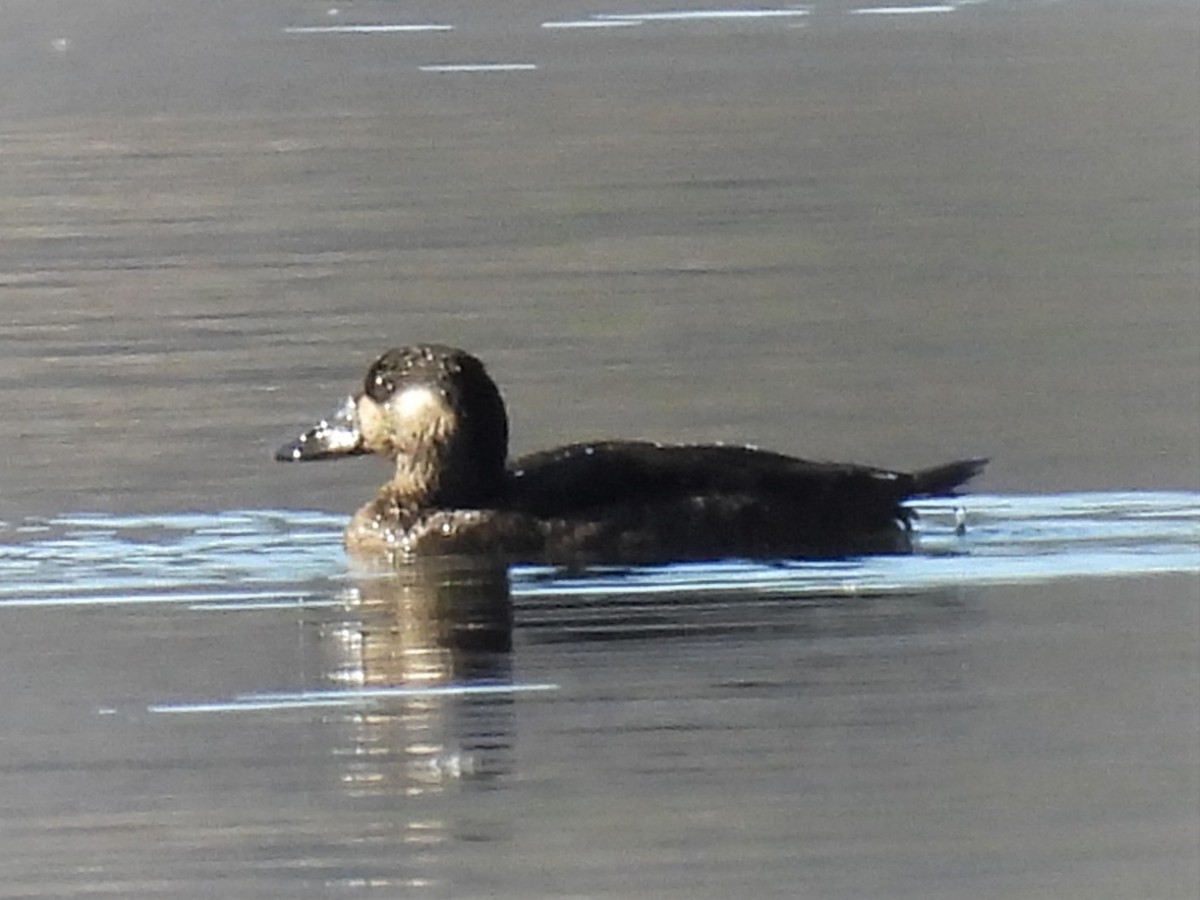 Surf Scoter - ML499180911