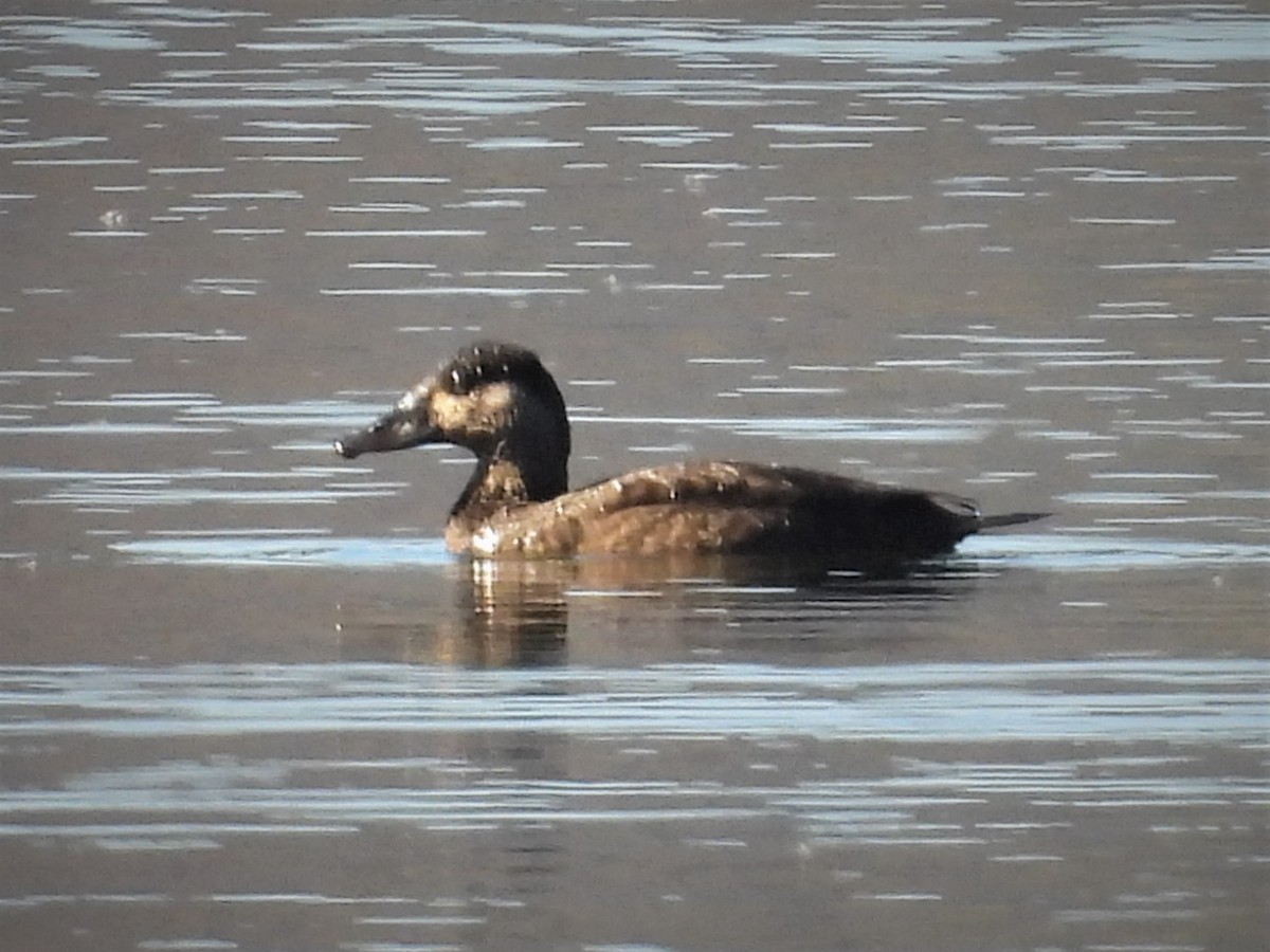 Surf Scoter - ML499180981