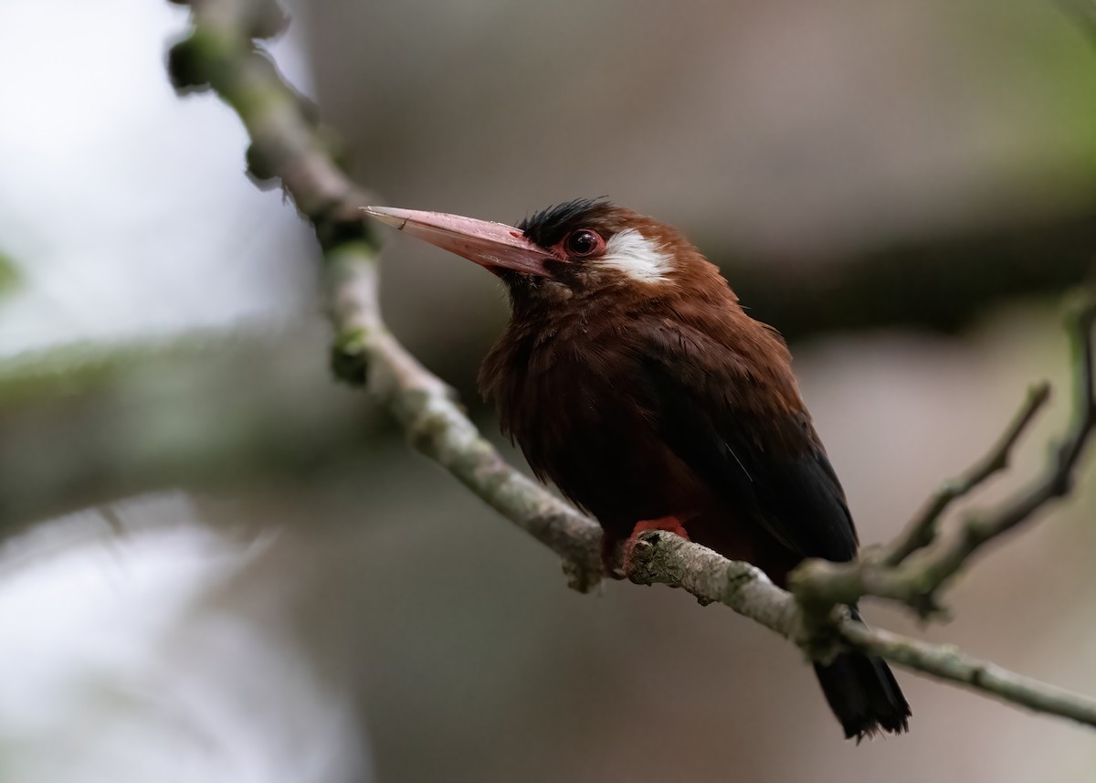 White-eared Jacamar - Andre Moncrieff