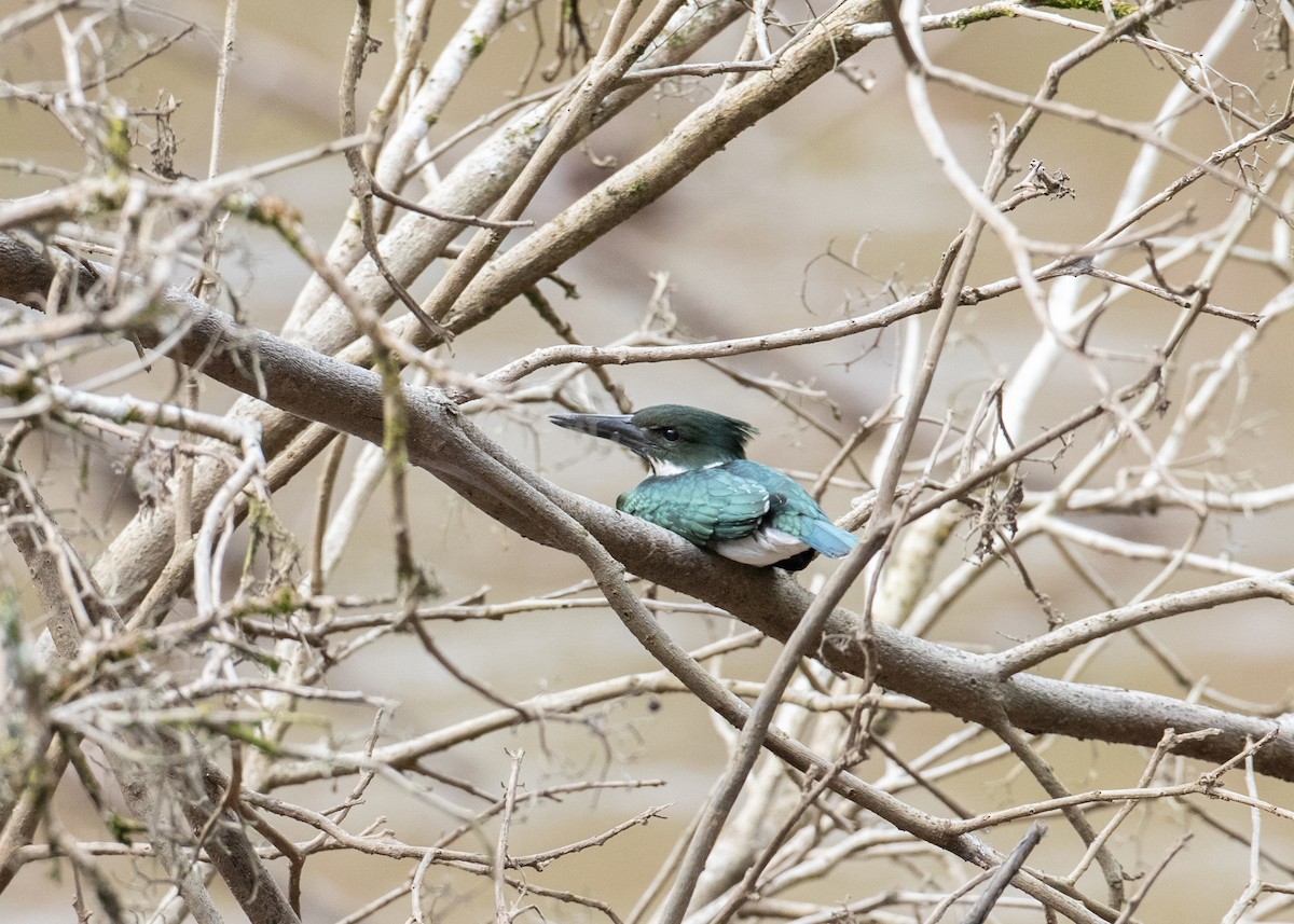 Amazon Kingfisher - ML499182481