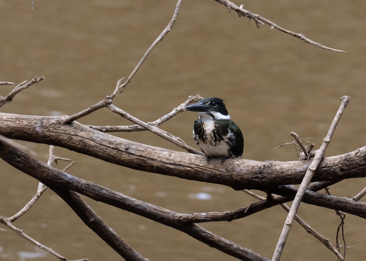 Amazon Kingfisher - ML499183381