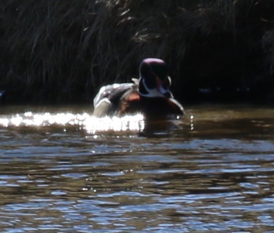 Wood Duck - ML49918361