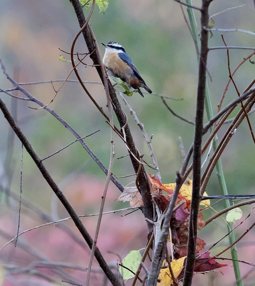 Red-breasted Nuthatch - ML499184201