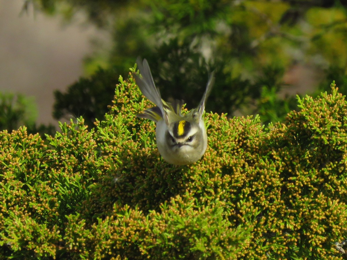 Golden-crowned Kinglet - ML499184231