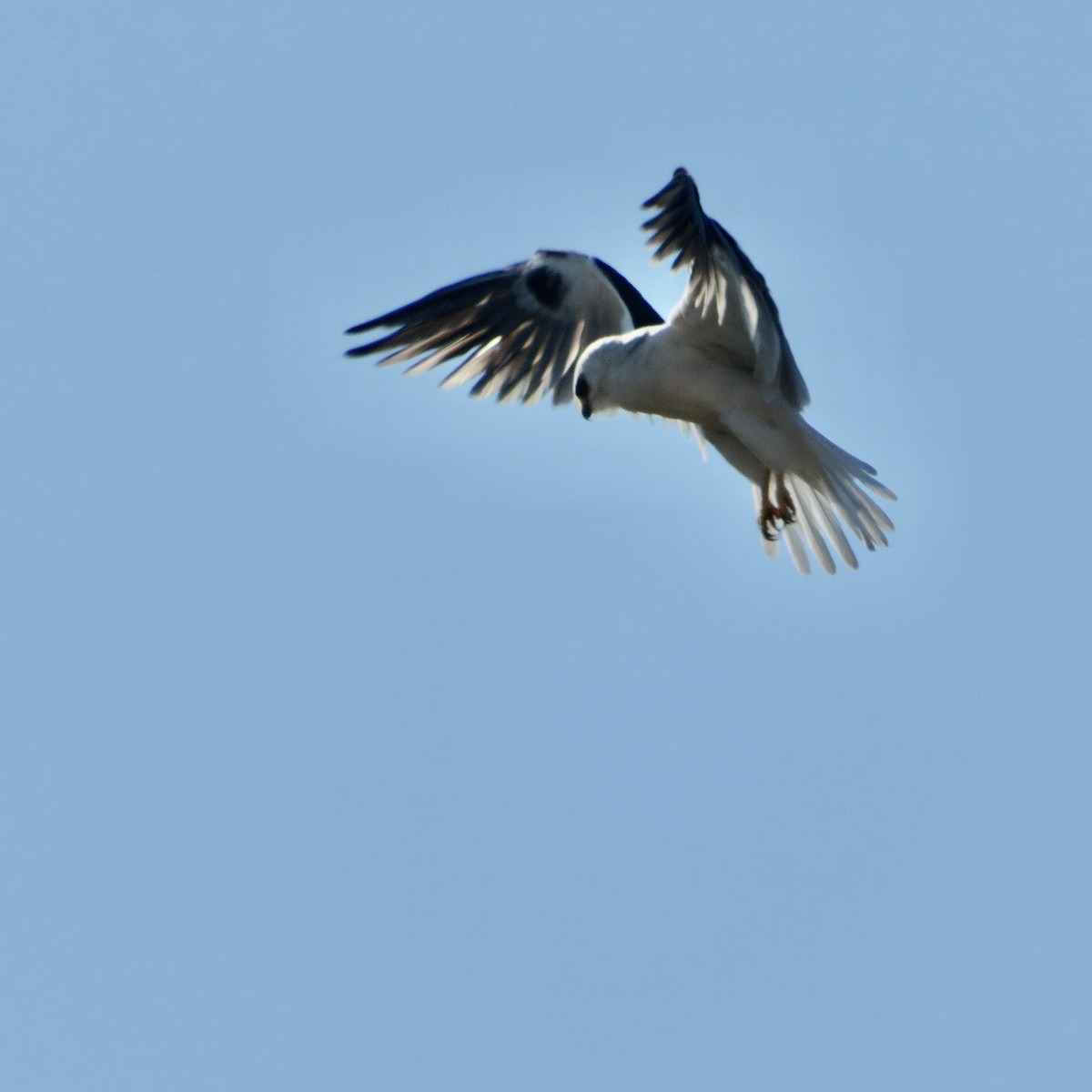 White-tailed Kite - ML499184861