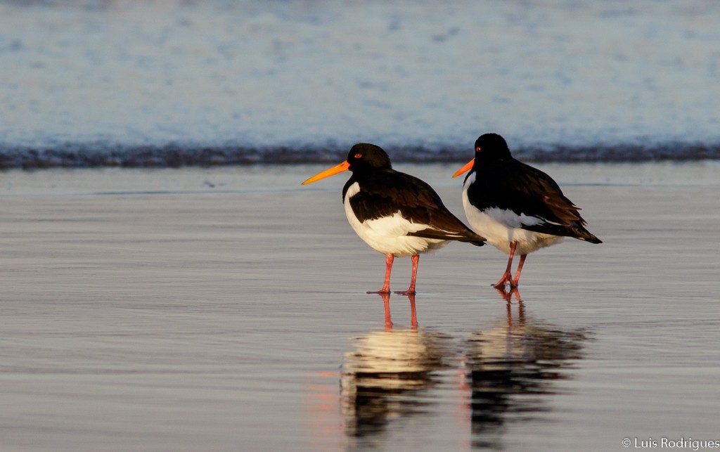 Eurasian Oystercatcher - Luis Rodrigues