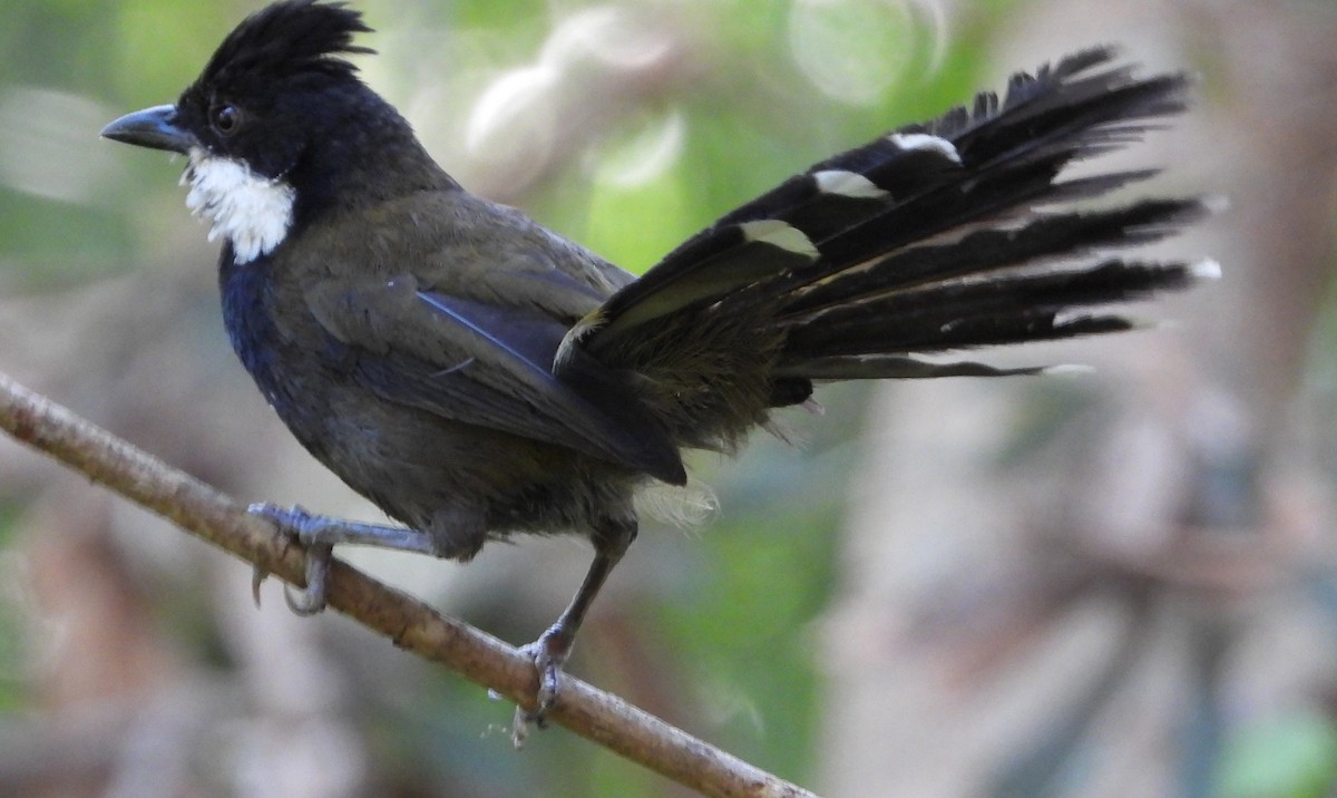 Eastern Whipbird - Priscilla Mussone