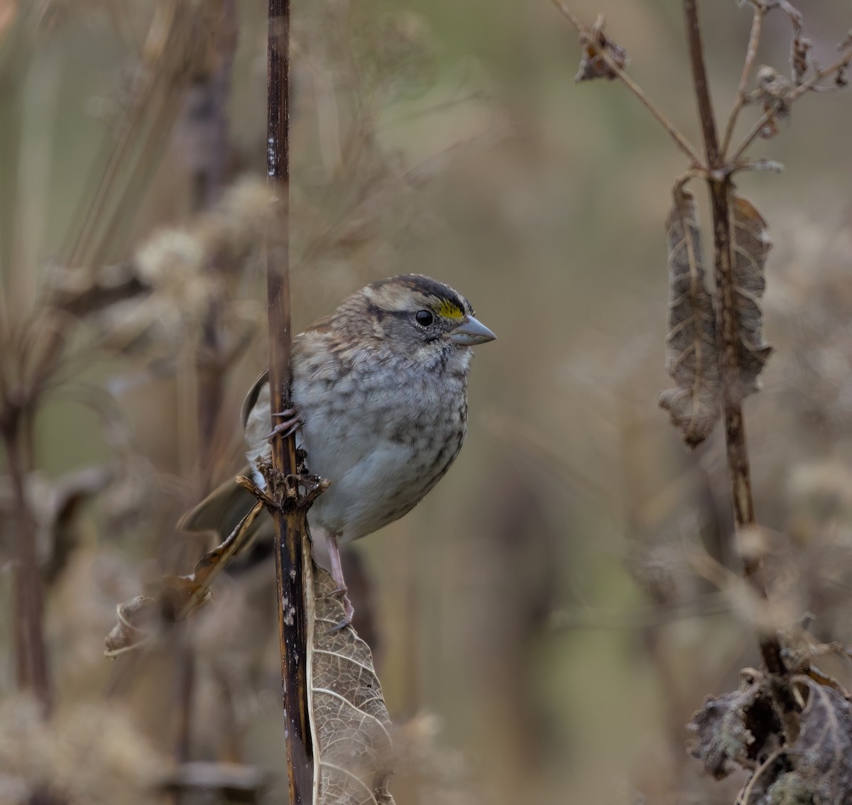 White-throated Sparrow - ML499186631