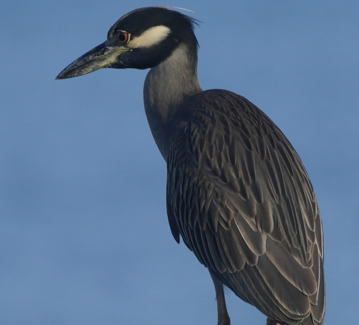 Yellow-crowned Night Heron - ML499187031