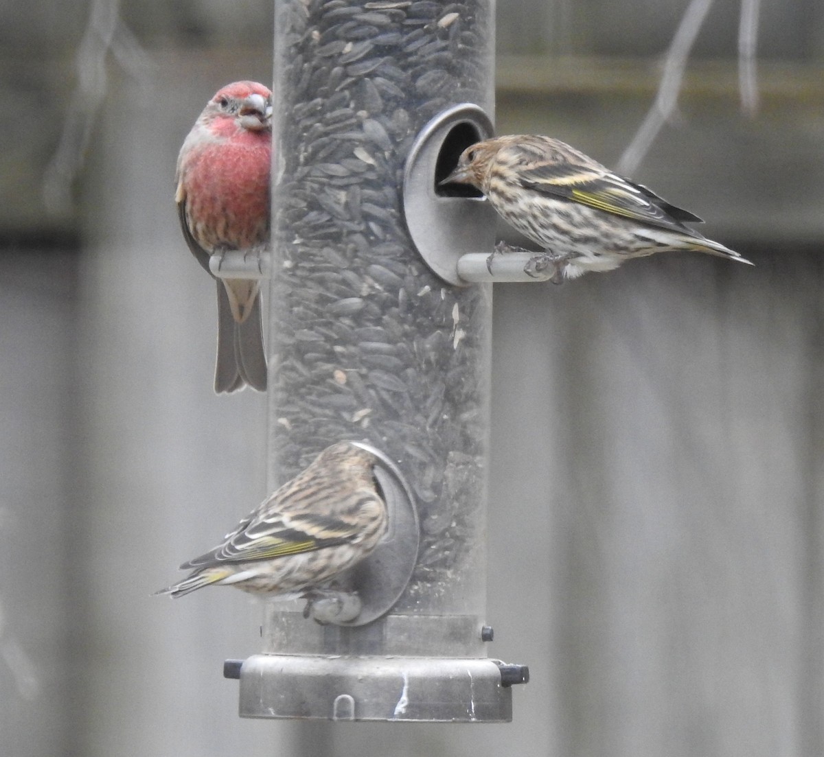 Pine Siskin - ML499187401