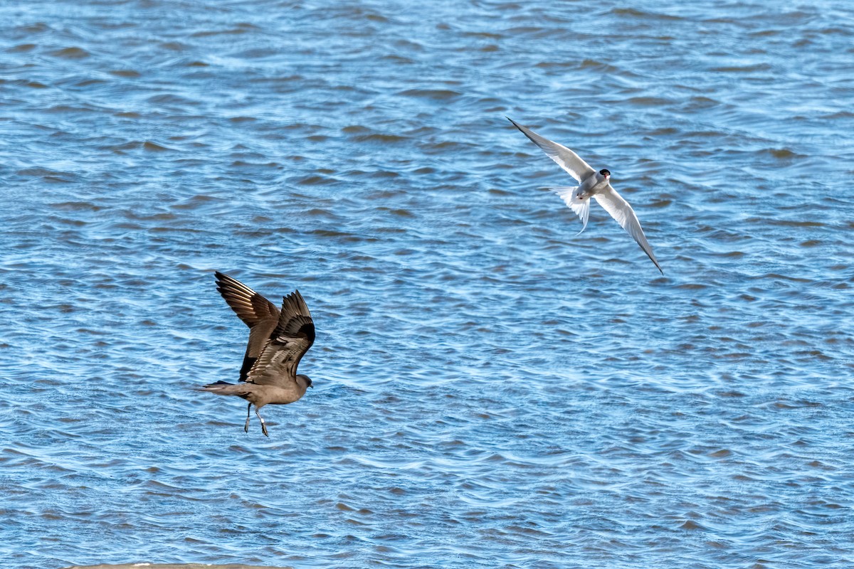 Parasitic Jaeger - ML499187891