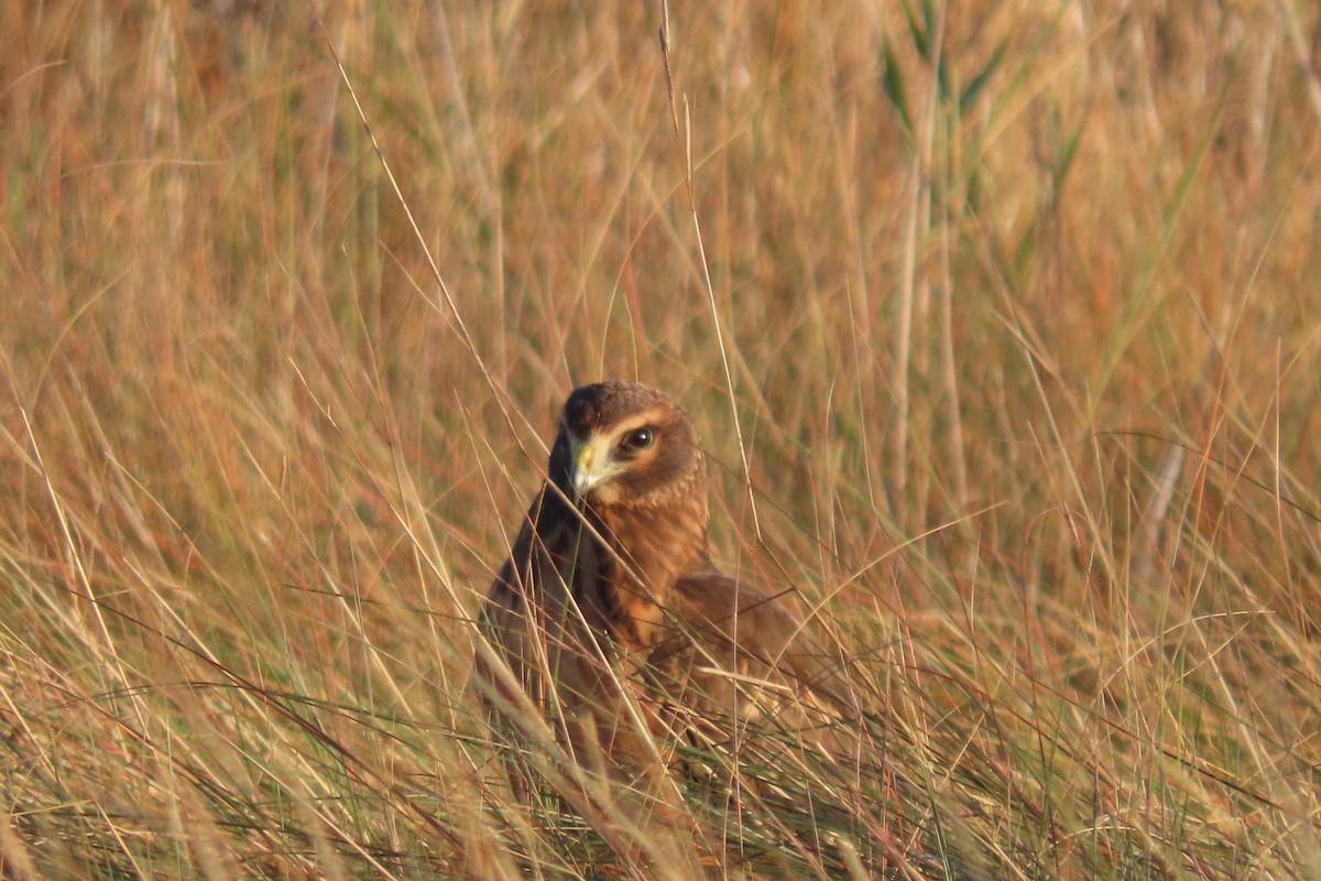 Northern Harrier - ML499189081