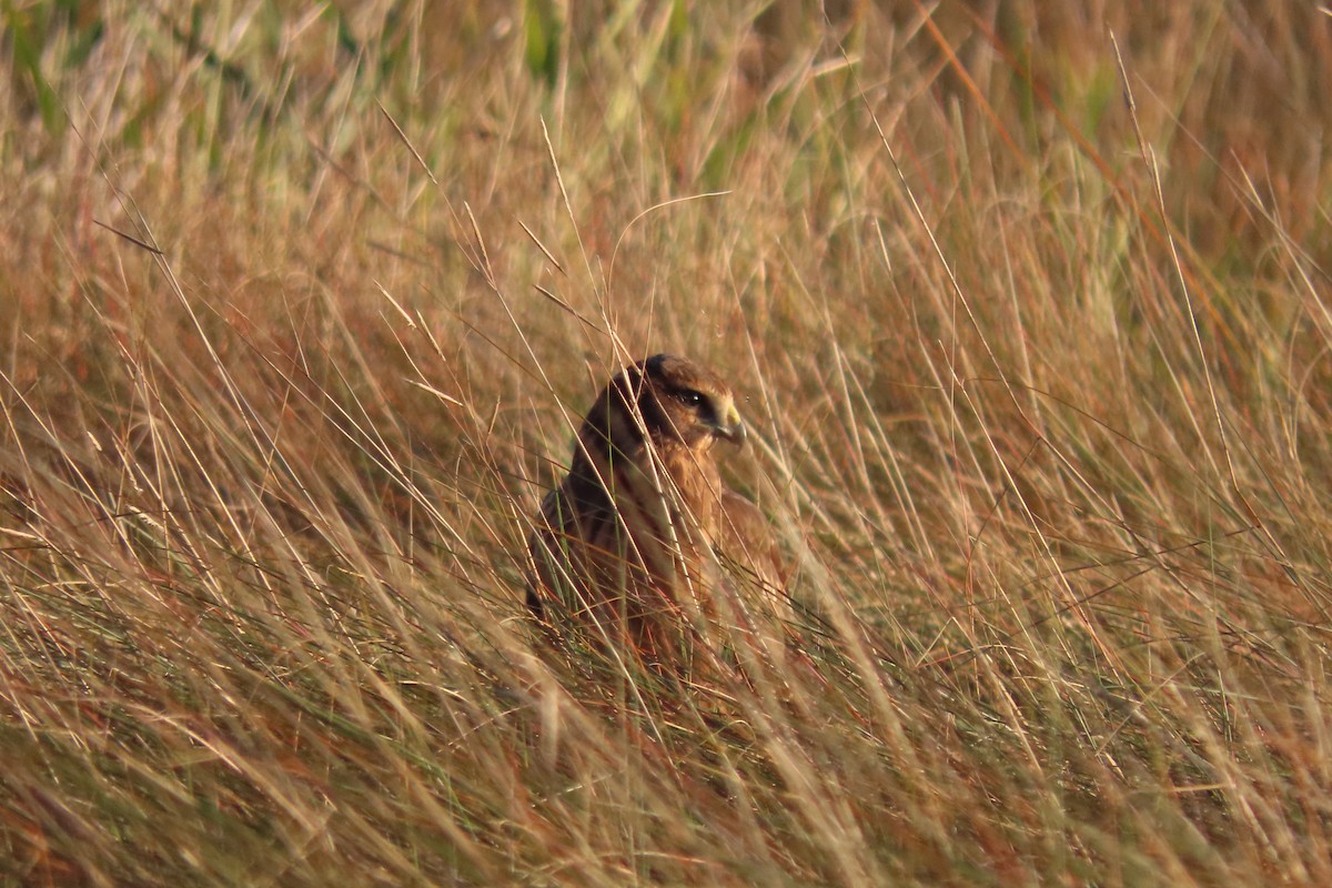 Northern Harrier - ML499189091