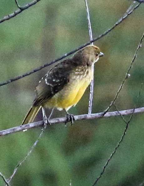 Yellow-breasted Bowerbird - ML499190331