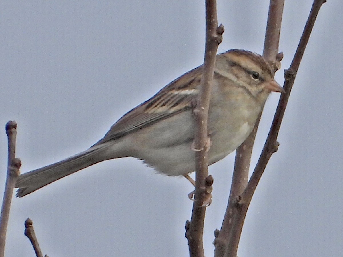 Chipping Sparrow - ML499190891