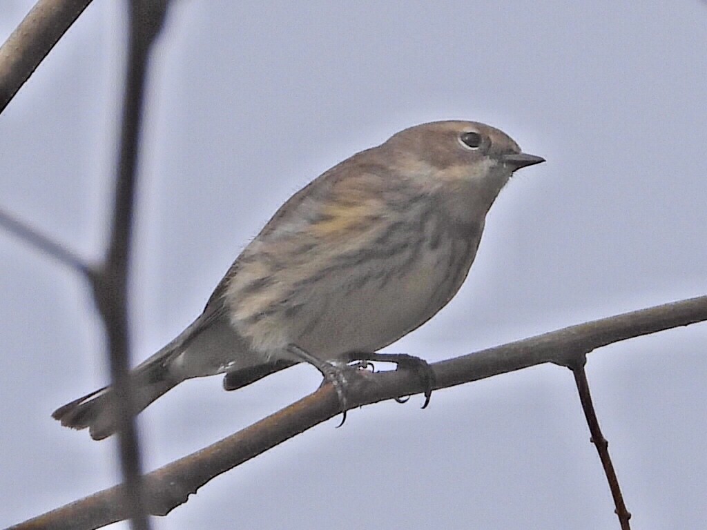 Yellow-rumped Warbler - ML499190961