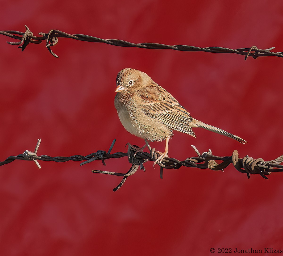 Field Sparrow - ML499195151