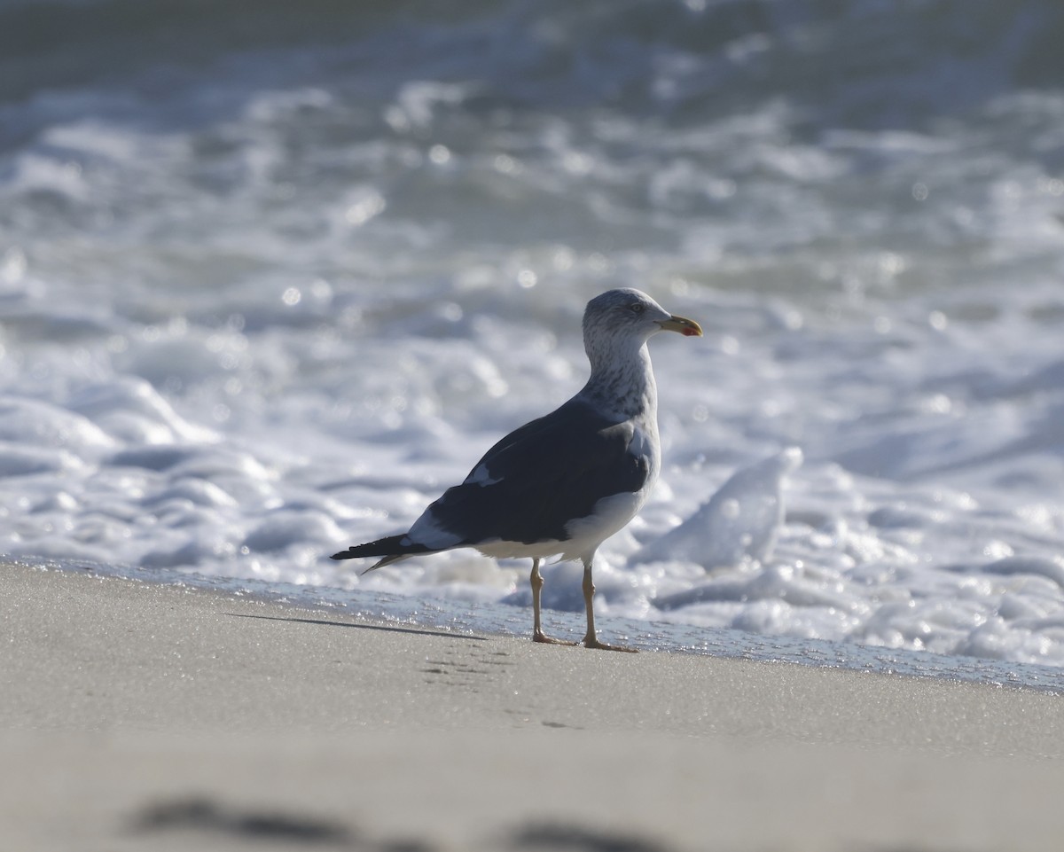 Lesser Black-backed Gull - ML499195571