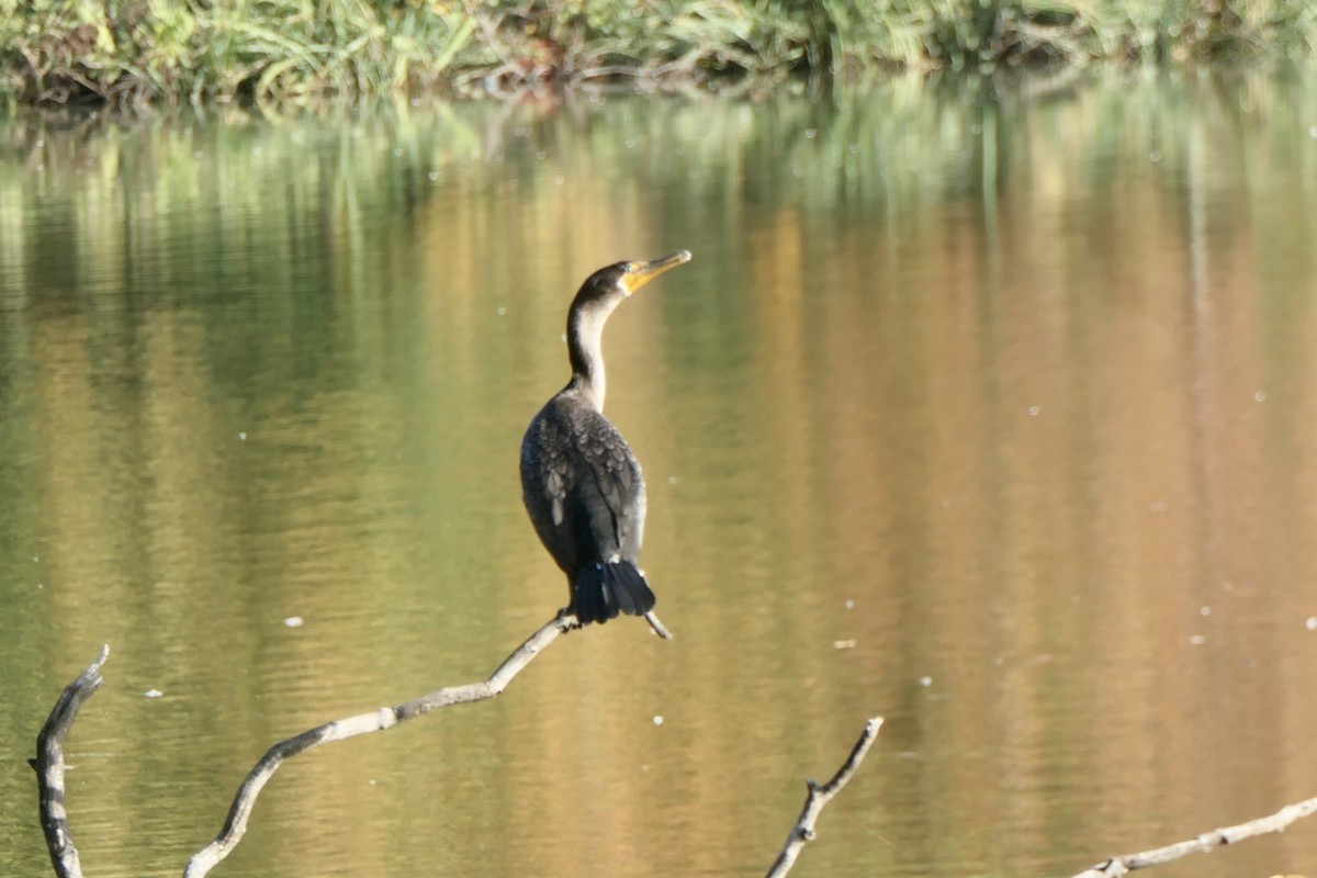 Double-crested Cormorant - ML499197181