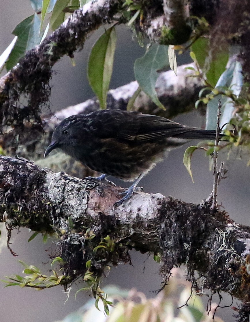 Gray-streaked Honeyeater - ML499197231