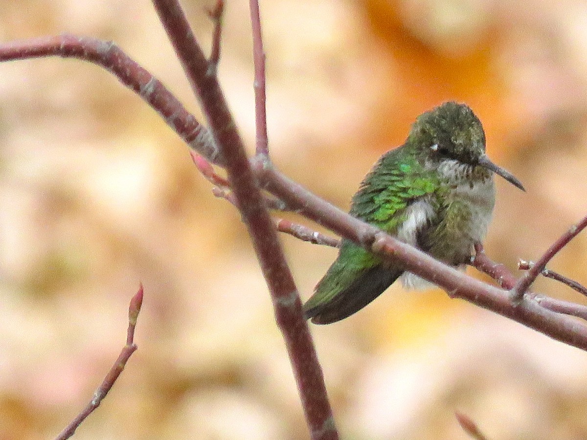 Ruby-throated Hummingbird - Amy Didion