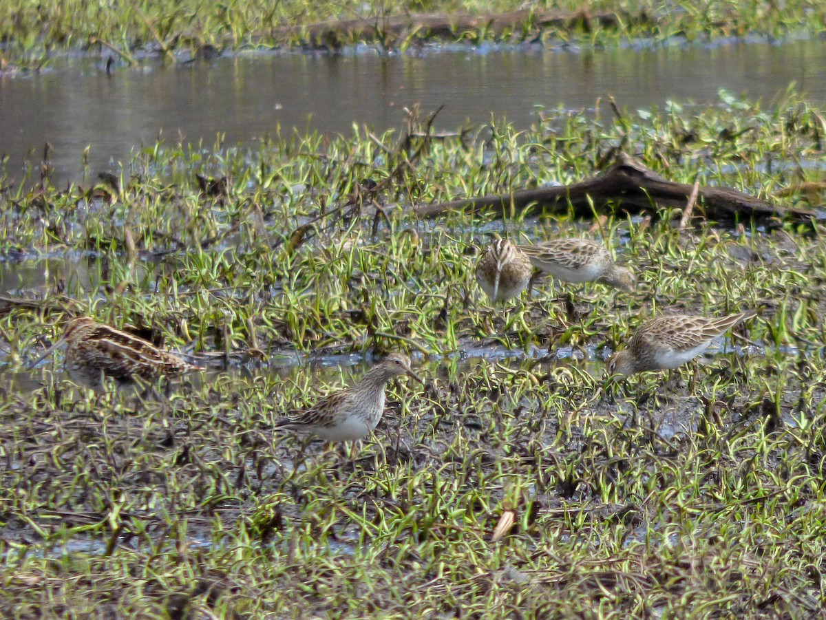 Pectoral Sandpiper - ML49919791