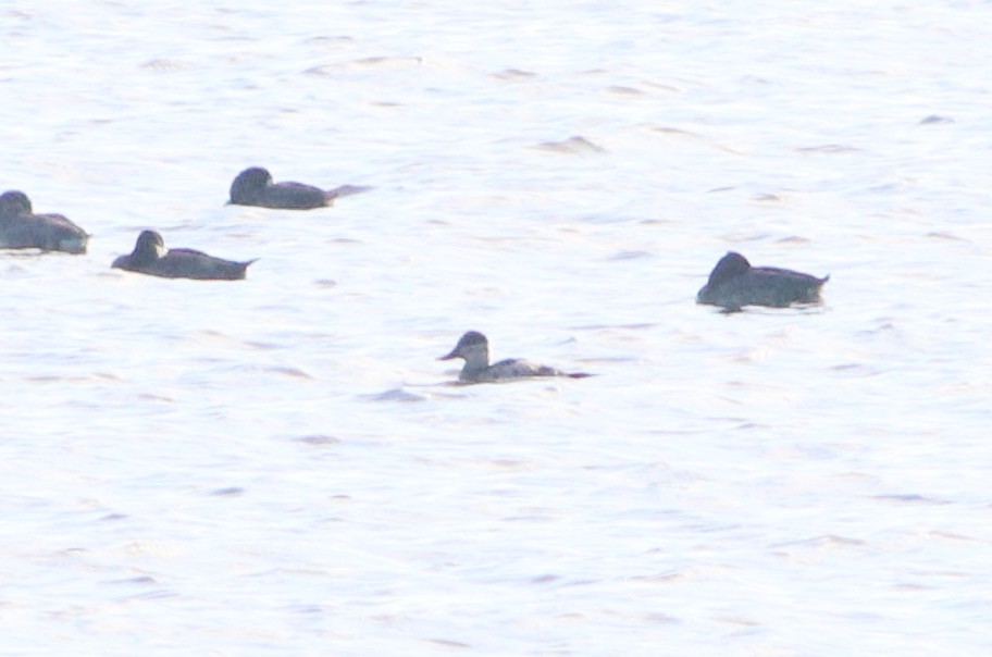 Ruddy Duck - ML499198151