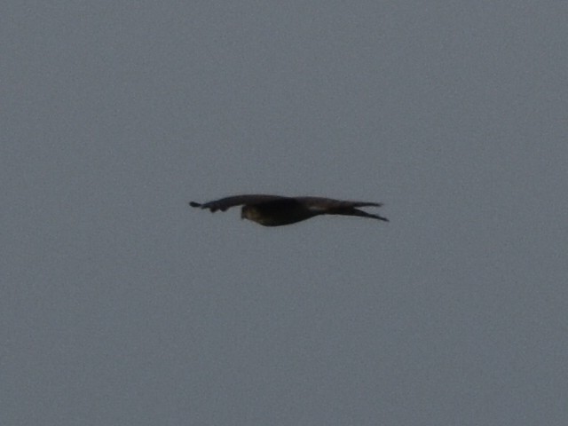 Eurasian Sparrowhawk - ML499198341