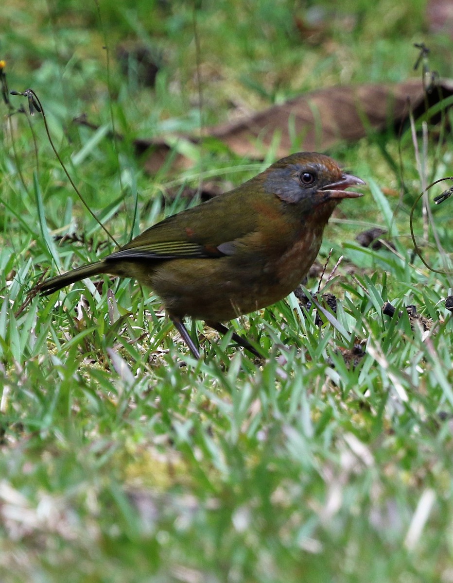 Rufous-naped Bellbird - David W Nelson