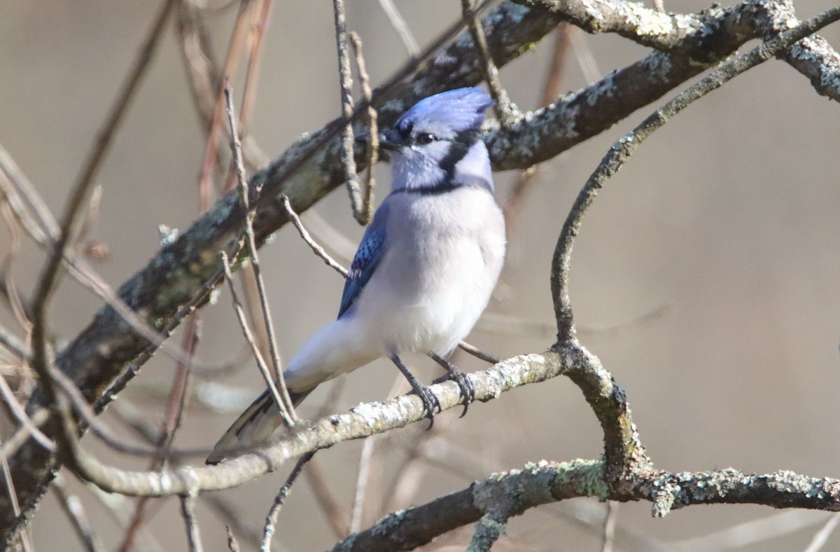 Blue Jay - ML499199841