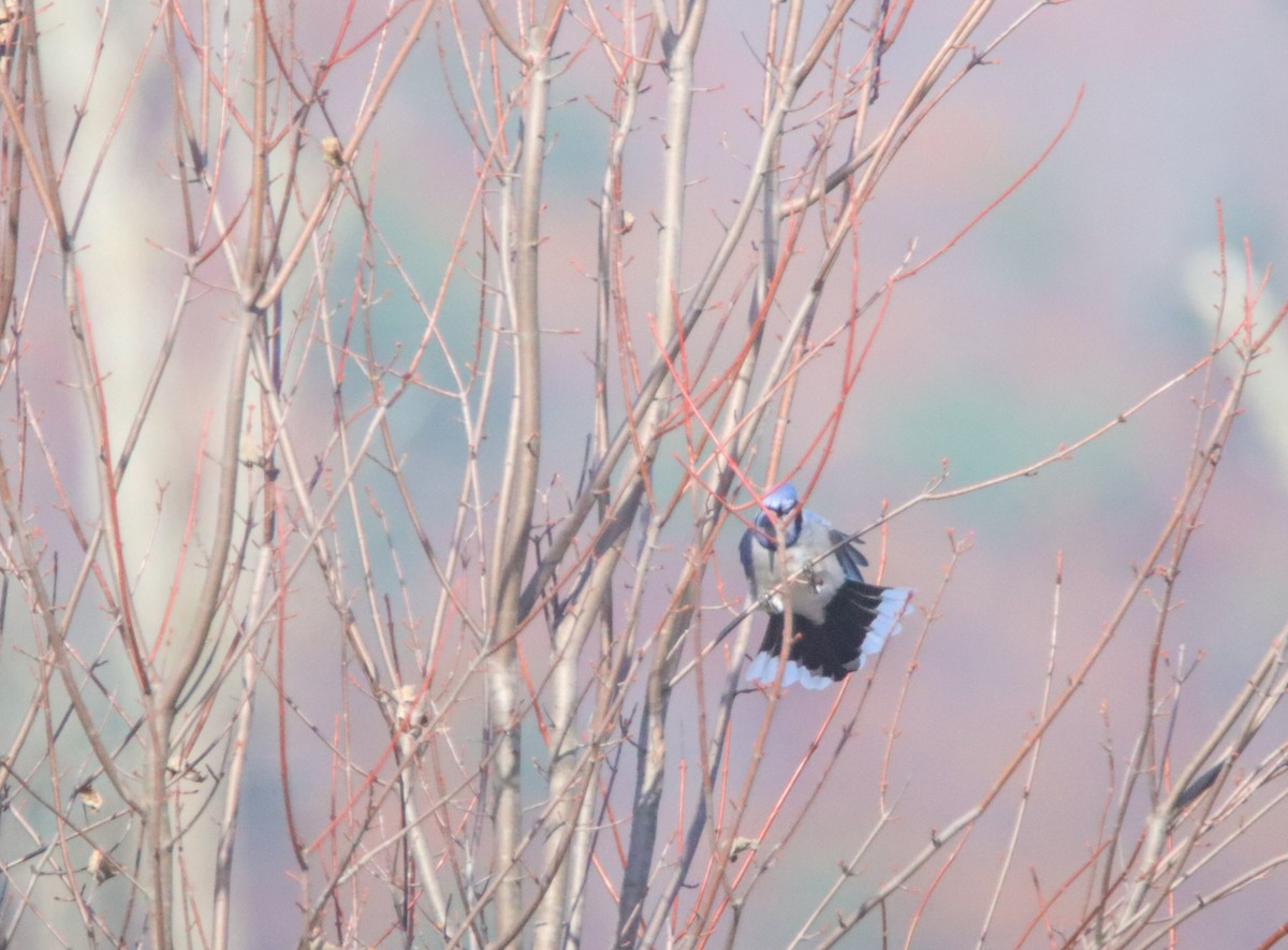 Blue Jay - ML499199881