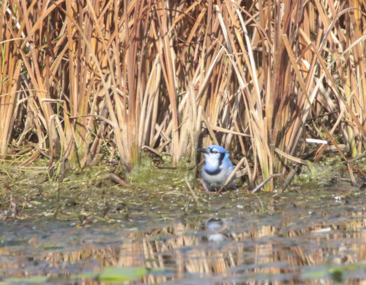 Blue Jay - ML499199941