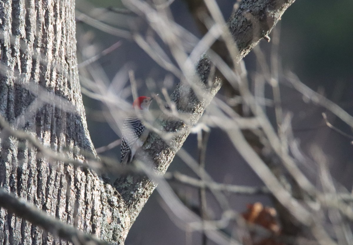 Red-bellied Woodpecker - ML499201221