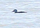 Surf Scoter - ML499201971