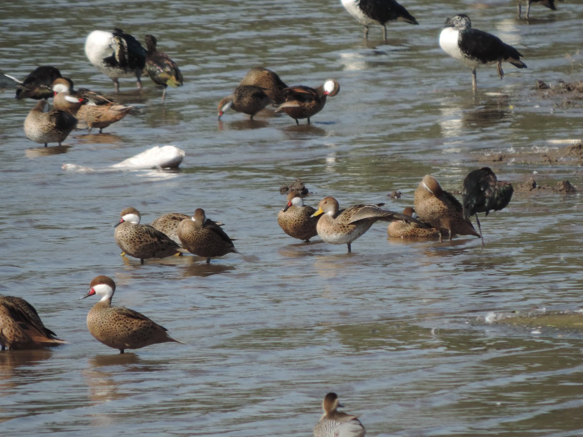 White-cheeked Pintail - ML499202501