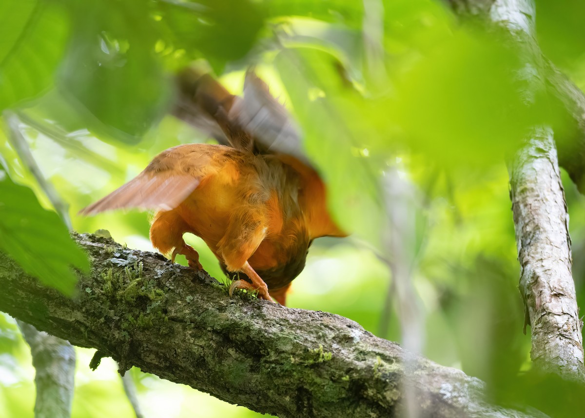 Coq-de-roche orange - ML499204441