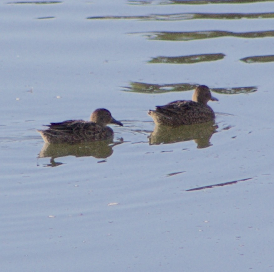 Blue-winged Teal - ML499204961