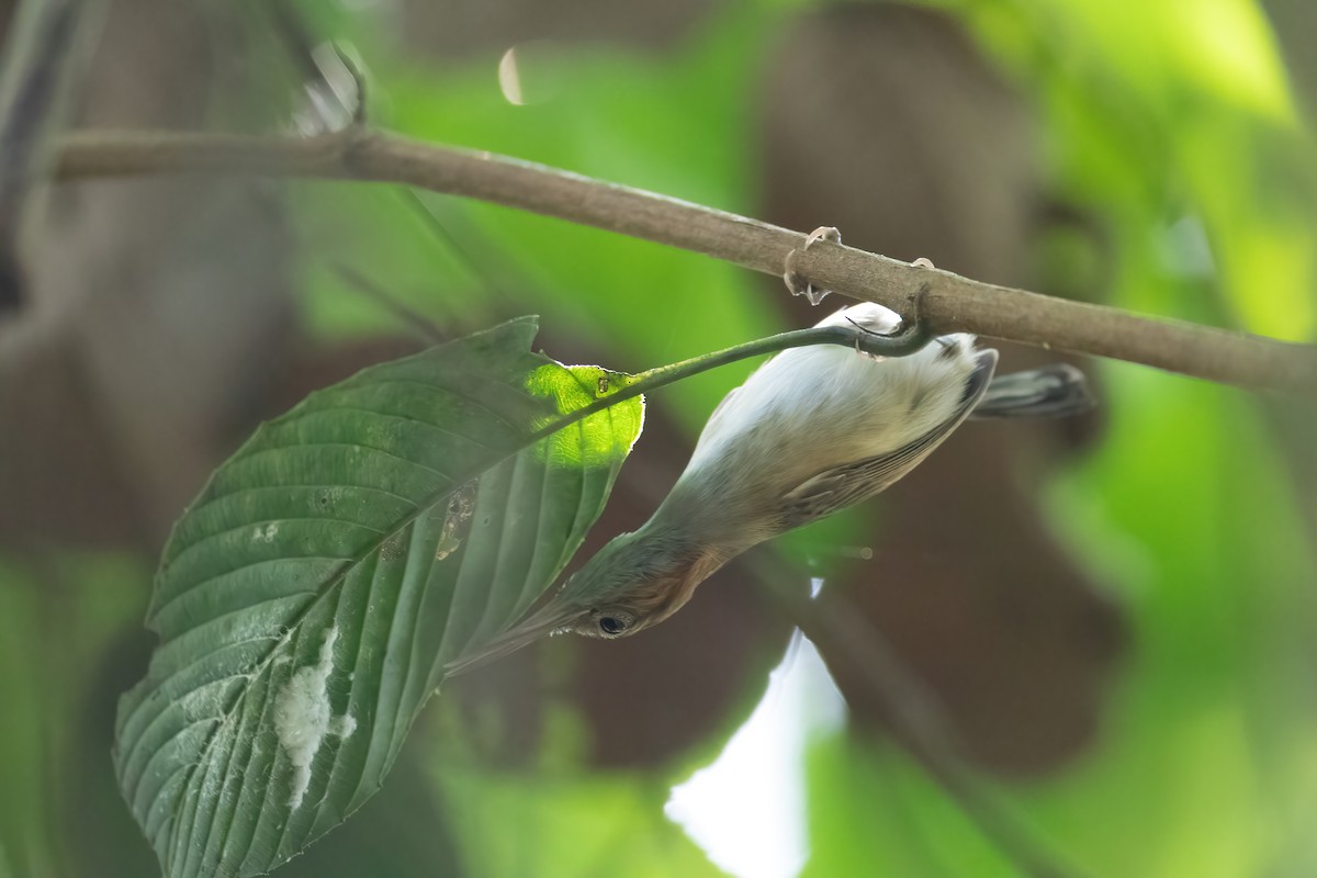 Long-billed Gnatwren - Andre Moncrieff