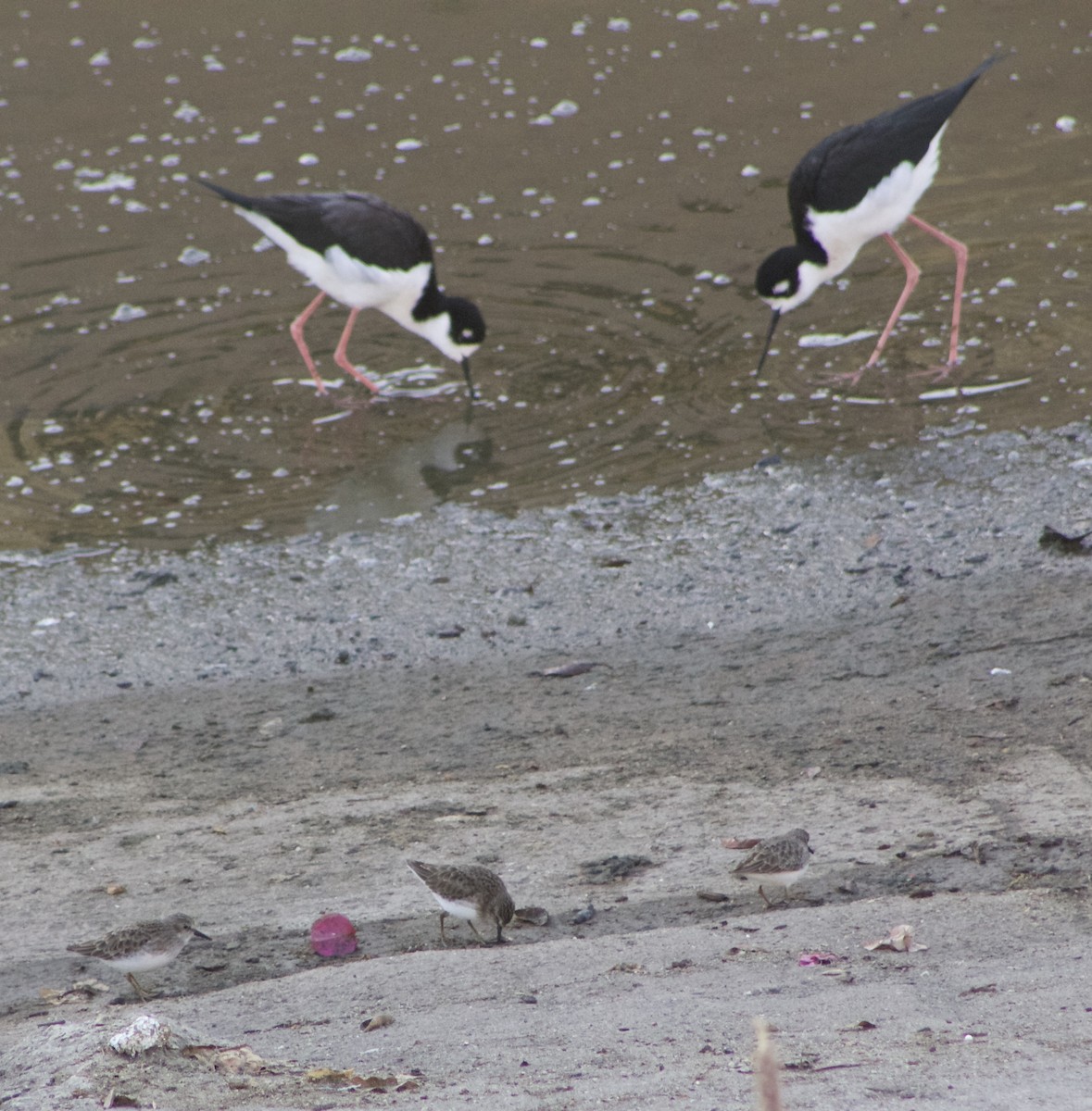 Least Sandpiper - ML499206211