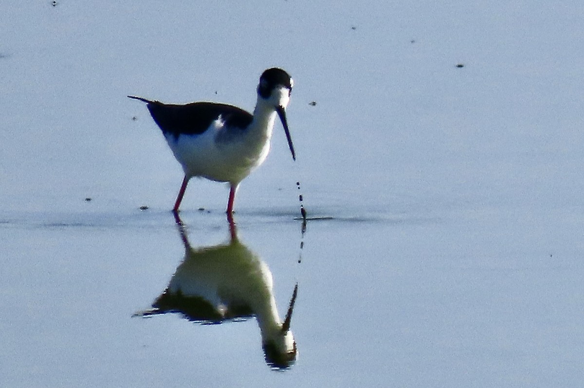 Black-necked Stilt - ML499206331