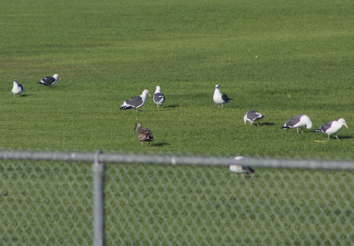 Western Gull - ML499206601