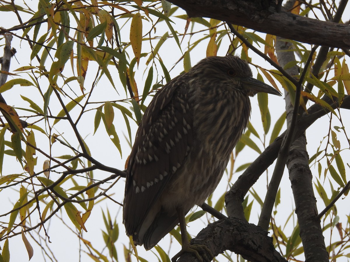 Black-crowned Night Heron - ML499206861