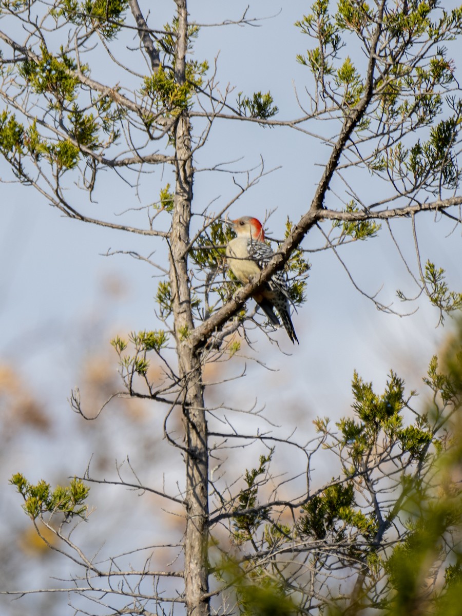 Red-bellied Woodpecker - ML499206981