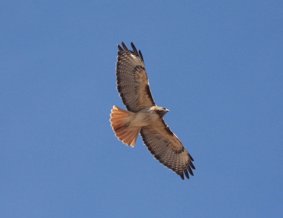 Rotschwanzbussard - ML49920871