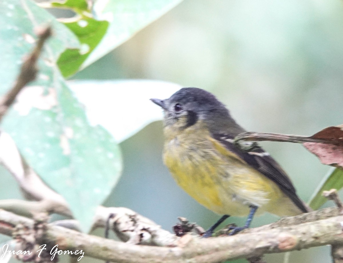 Slaty-capped Flycatcher - ML499209461