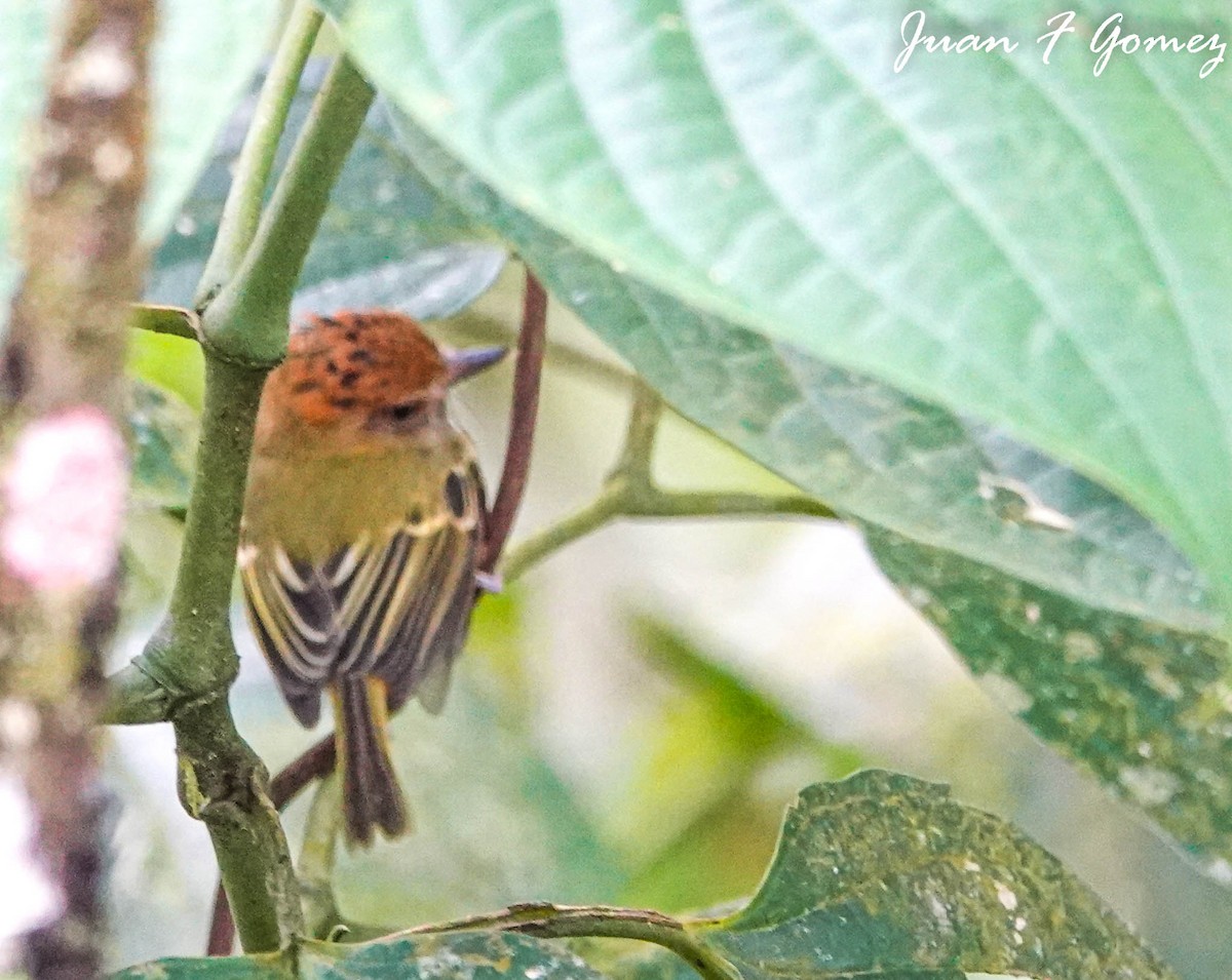 Scale-crested Pygmy-Tyrant - ML499209601
