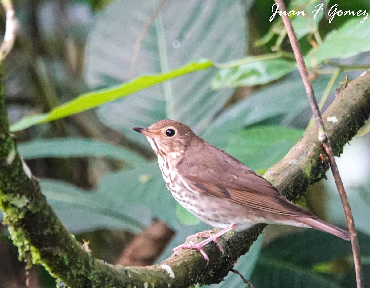 Swainson's Thrush - ML499210351